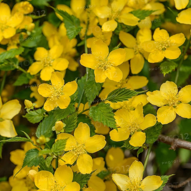Ranunculus shrub (Kerria japonica)