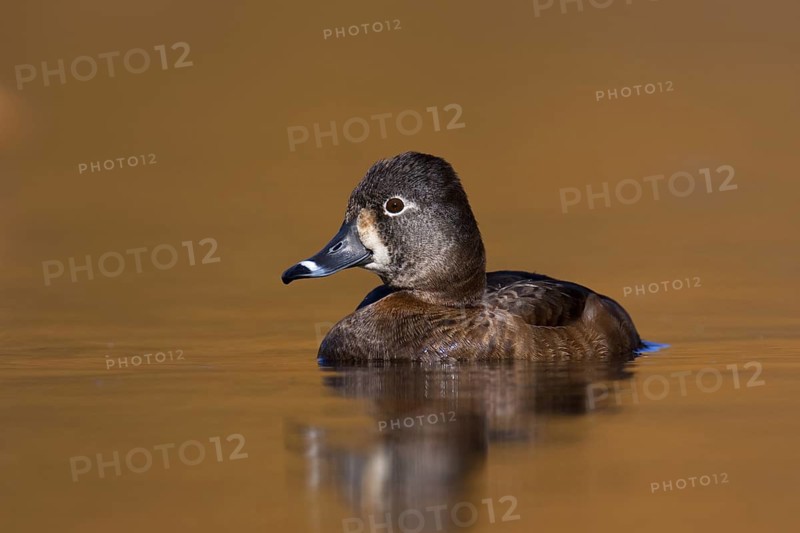 Ring-necked Duck (Aythya collaris) female, British Columbia, Canada