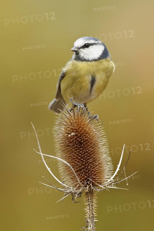 Eurasian Blue Tit (Cyanistes caeruleus), Rhineland-Palatinate, Germany