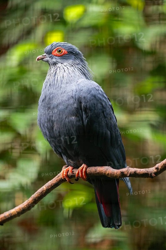 Madagascar Blue-Pigeon (Alectroenas madagascariensis), captive, Germany