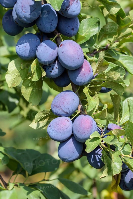 Plum (Prunus domestica 'Toptaste'), Baum- und Rebschule Schreiber KG, Federal Republic of Germany