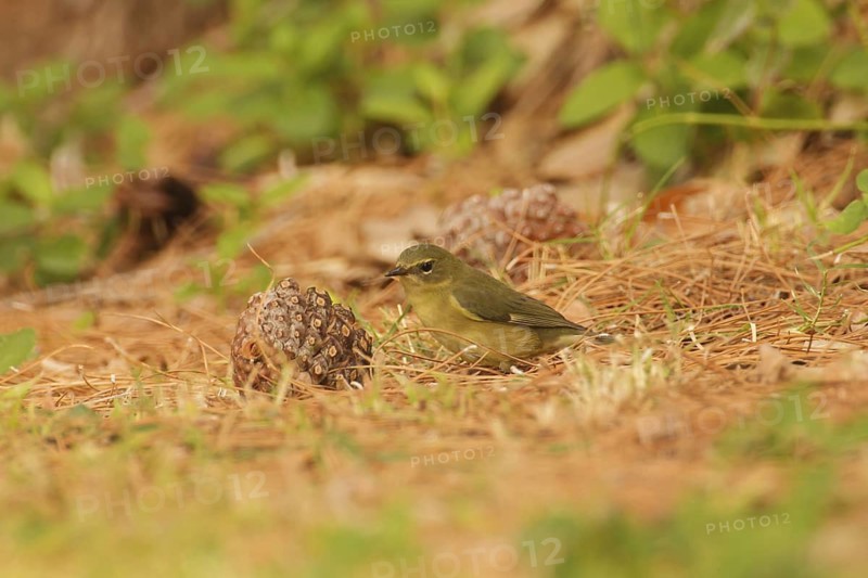 Black-throated Blue Warbler (Setophaga caerulescens) female, California, USA