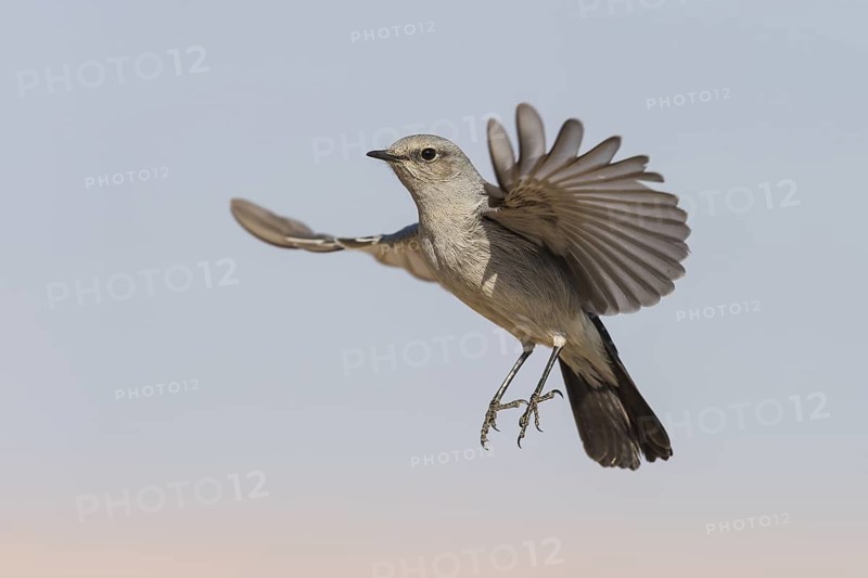 Blackstart (Oenanthe melanura) flying, Makhtesh Ramon, Israel