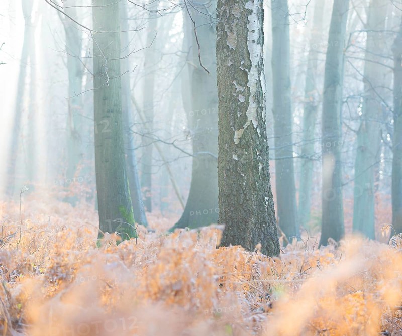 Foggy, frosty forest in the morning light with a bright, peaceful ambience, calm, misty, atmosphere, sunlight shining in streams, rays between the trees, illuminating yellow fern fronds, autumn leaves, morning, fern, sunbeams, mixed forest, copper beech (Fagus sylvatica), birch (Betulus), bracken fern (Pteridium aquilinum), warm and cool colours, mystical, fog, stillness, landscape, mood, rays of light, light, nature, autumn, nature reserve, FFH area Ilmenau, Lüneburg, Lower Saxony, Germany