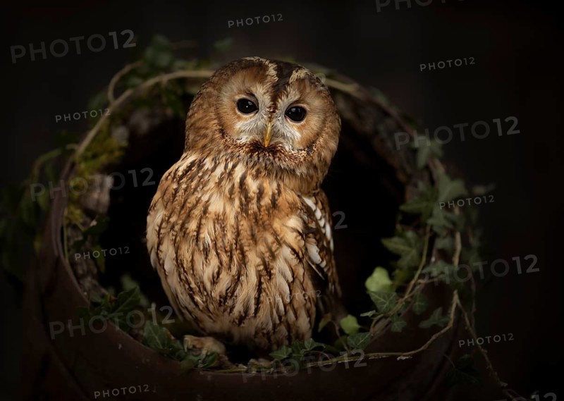 Tawny Owl (Strix aluco) captive, Germany
