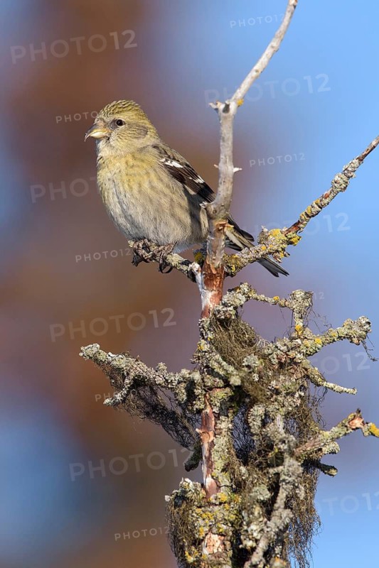 Two-barred Crossbill (Loxia leucoptera) female, Alaska, USA