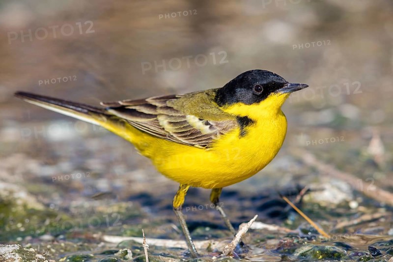 Yellow wagtail, (Motacilla flava feldegg), Motacilla feldegg, Animals, Birds, Middle East, Israel