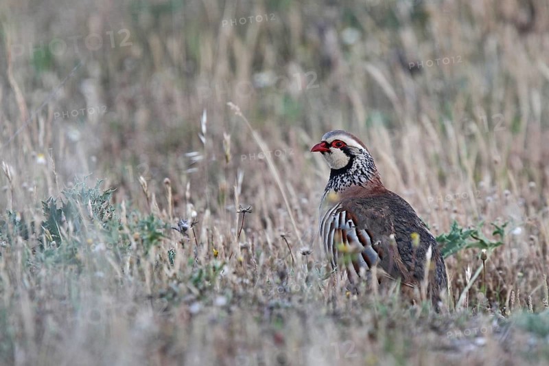 Red-legged Partridge (Alectoris rufa), Extremadura, Spain