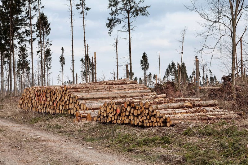 Woodpiles after storm damage after the Cyclone Friederike, 2018, Weser Uplands, Hesse, Germany