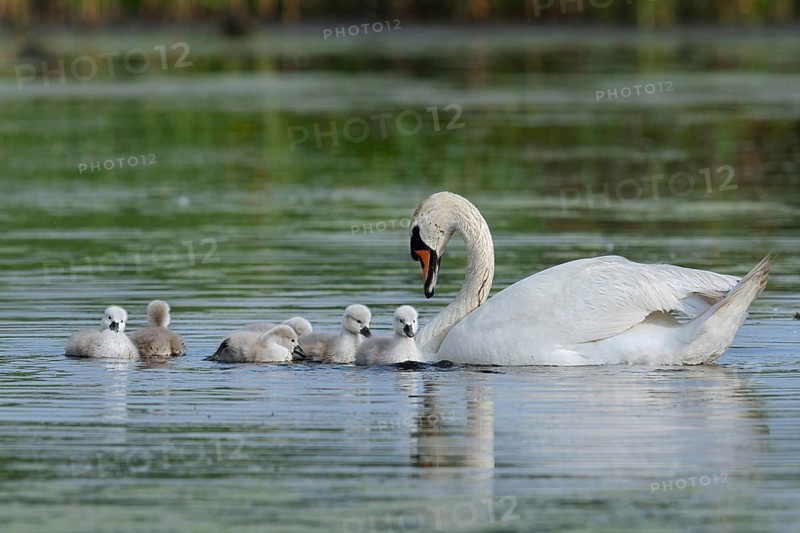 Mute swan (Cygnus olor) with chicks on a lake, North Rhine-Westphalia, Germany
