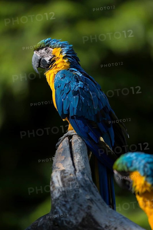 Two blue-and-yellow macaw (Ara ararauna) sitting on a branch with green vegetation in the background. Bright sunlight