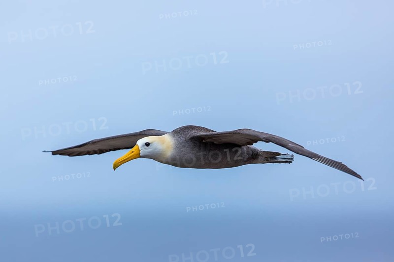 Waved Albatross (Phoebastria irrorata) flying, Galapagos, Ecuador
