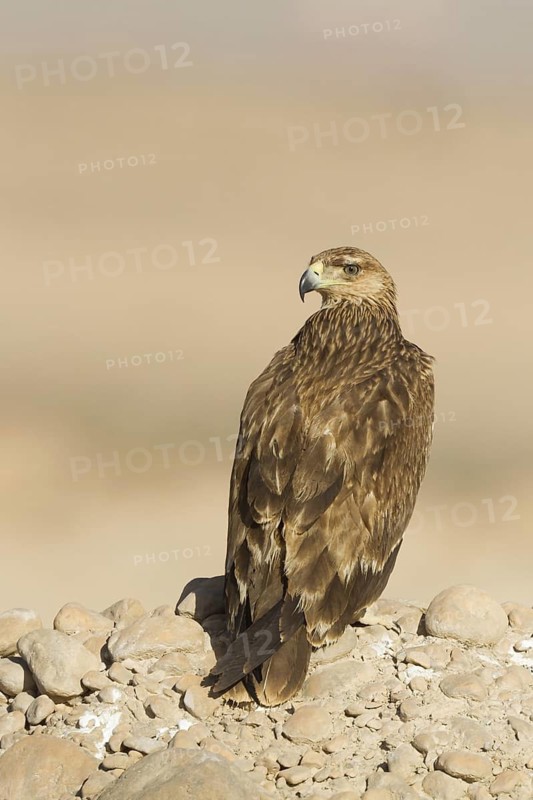 Eastern Imperial Eagle (Aquila heliaca), Oman