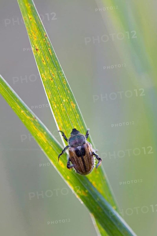 Garden leaf beetle, Phyllopertha horticola, Muselievo, Pleven, Bulgaria