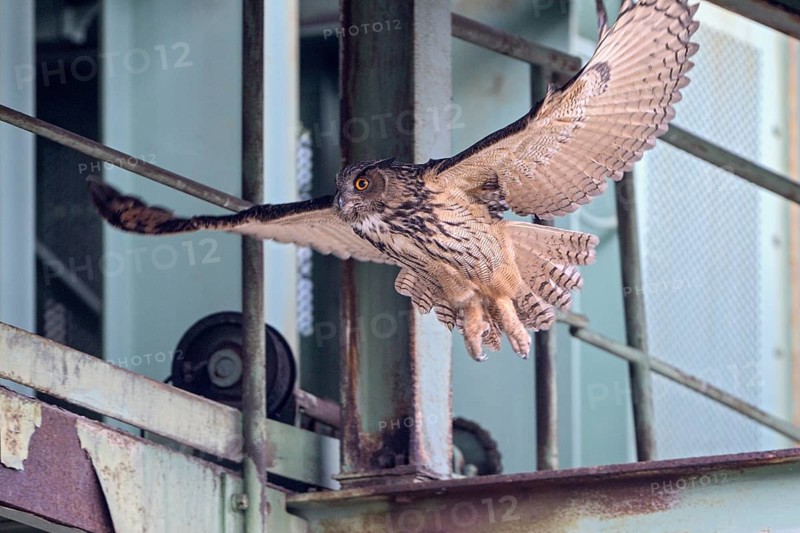 Uhu (Bubo bubo), Eagle Owl, fliegender Altvogel, Juni, Zeche Ewald, Herten, Ruhrgebiet, Nordrhein-Westfalen, Deutschland