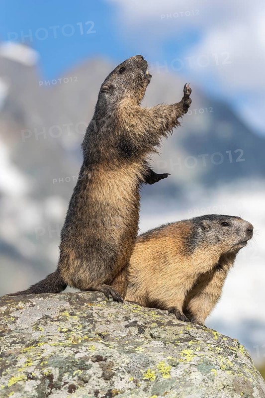 Two adult Alpine Marmot, Marmota marmota, standing erected on a rock. Grossglockner Mountain in the distant background. Grossglockner high alpine road, Hohe Tauern National Park