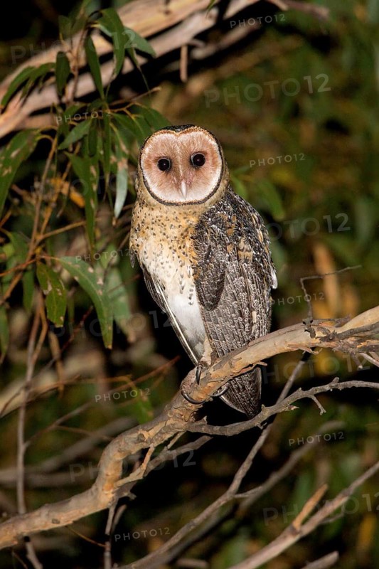 Australian Masked Owl (Tyto novaehollandiae) female perched on a branch, Victoria, Australia