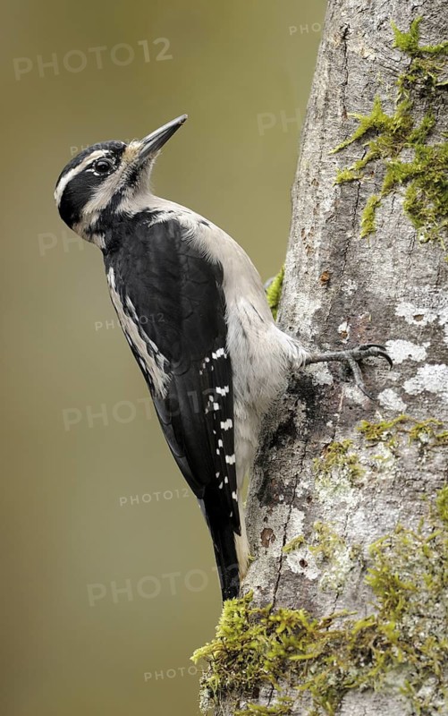 Hairy Woodpecker (Leuconotopicus villosus) female, British Columbia, Canada