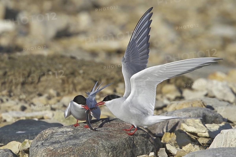 Arctic Tern (Sterna paradisaea), Manitoba, Canada