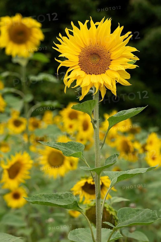 Frontal view of a bright yellow flowering sunflower (Helianthus annuus) in front of a blurred field of other sunflowers, Germany