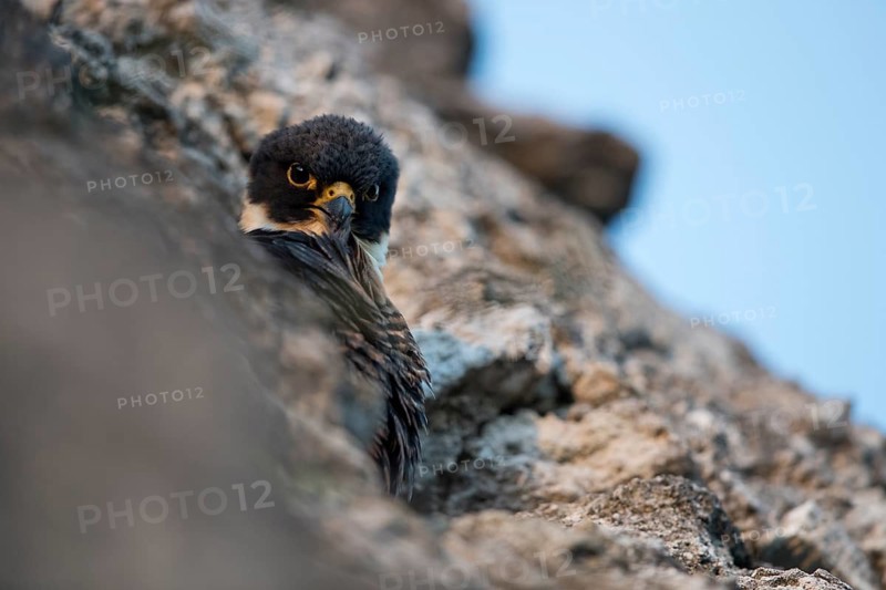 Bat Falcon (Falco rufigularis petoensis) perched on a rock, Peten Yaxha, Guatemala