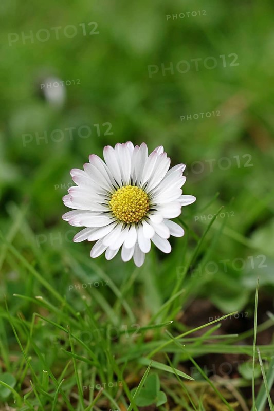 Daisy (Bellis perennis), wildflower, close-up, inflorescence, early bloomer, spring, Wilnsdorf, North Rhine-Westphalia, Germany