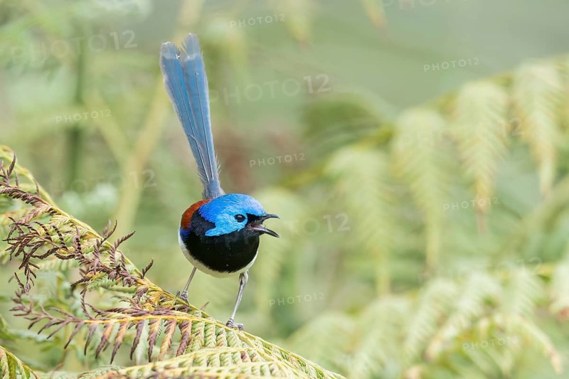 Purple-backed Fairywren (Malurus assimilis) perched on a branch in eastern Australia