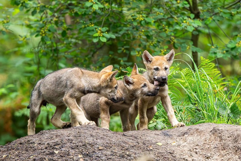 Eurasian wolf (Canis lupus lupus) cubs (youngster) on a little sand hill in the forest, Hesse, Germany