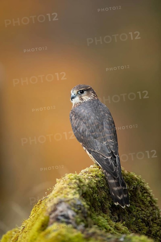 Merlin (Falco columbarius) adult male falcon bird of prey on a rock, Scotland, United Kingdom