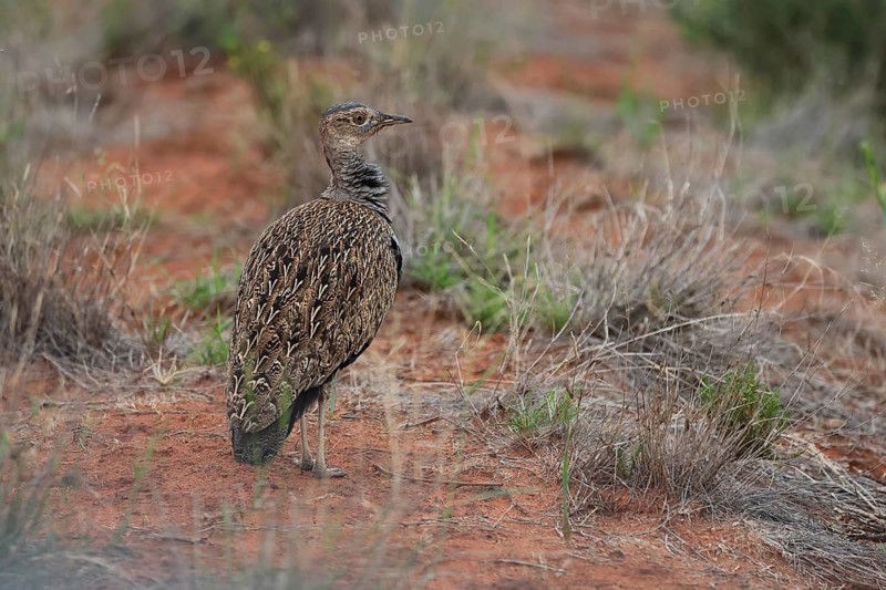 Red-crested Bustard (Lophotis ruficrista), adult, foraging, vigilant, Mokala National Park, South Africa