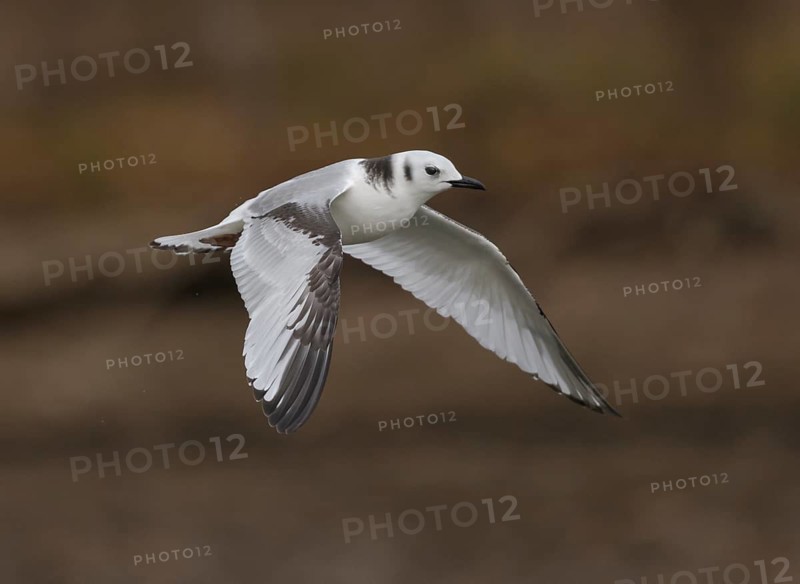 Black-legged Kittiwake (Rissa tridactyla) 1st year, flying, Ohio, USA