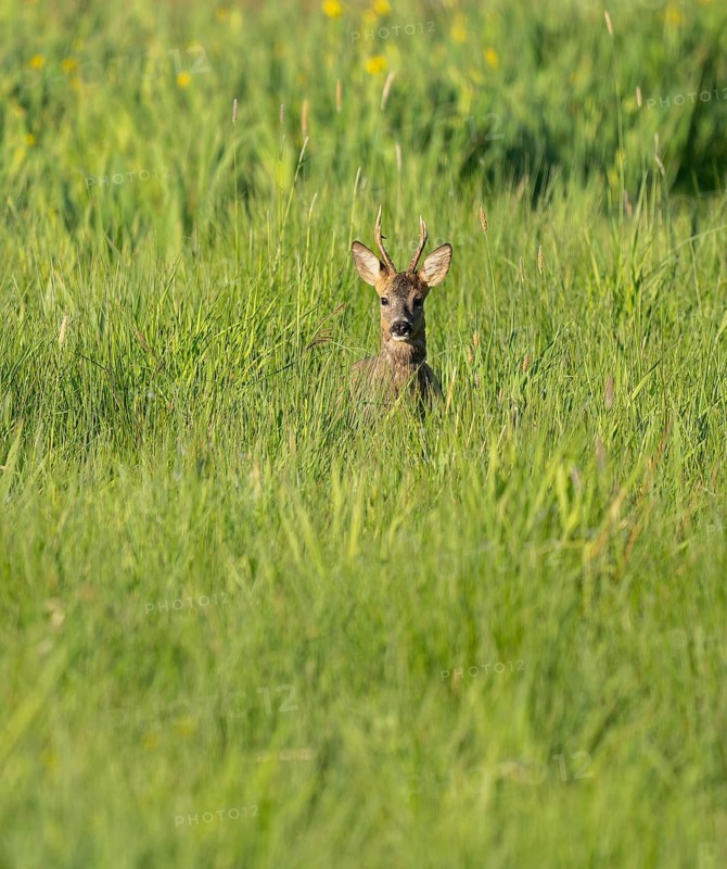 Roe deer (Capreolus capreolus), roebuck standing in a wet meadow, in a wetland biotope, wildlife, Lower Saxony, Germany