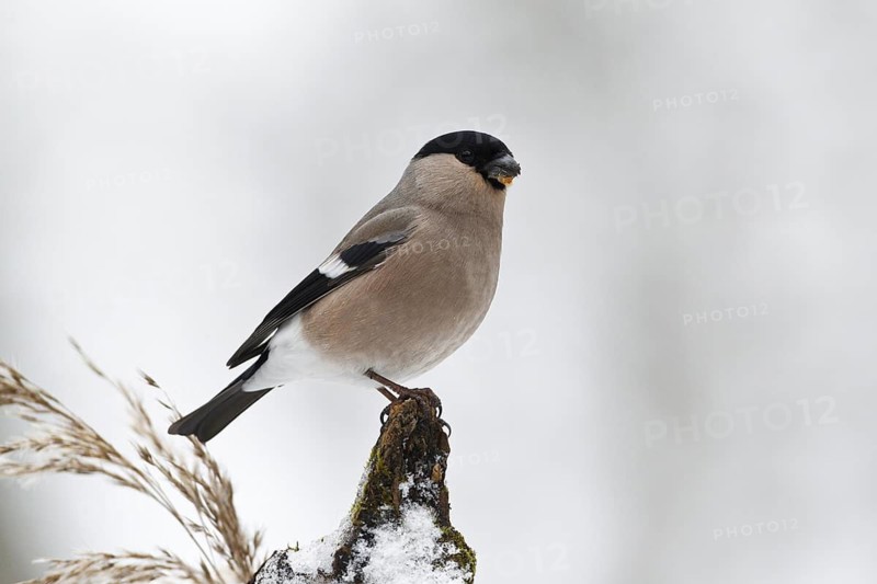 Eurasian Bullfinch (Pyrrhula pyrrhula) female, Rhineland-Palatinate, Germany