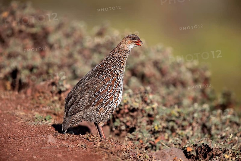 Chestnut-naped Francolin (Pternistis castaneicollis), Bale Mountains National Park, Ethiopia