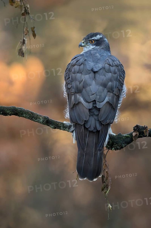 Havik winter setting, northern goshawk in winter setting