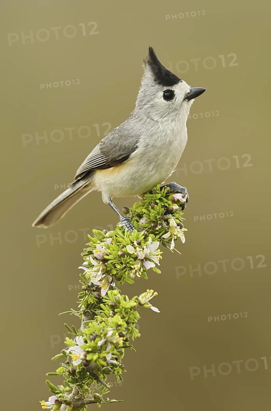 Black-crested Titmouse (Baeolophus atricristatus), Texas, USA