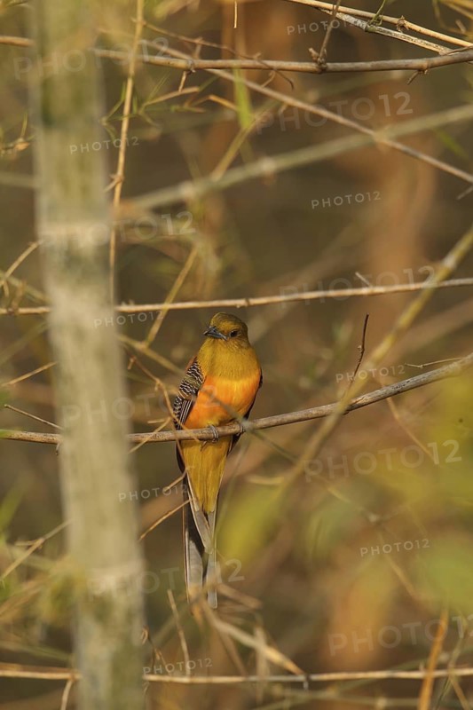 Orange-breasted Trogon (Harpactes oreskios), Bueng Boraphet, Thailand