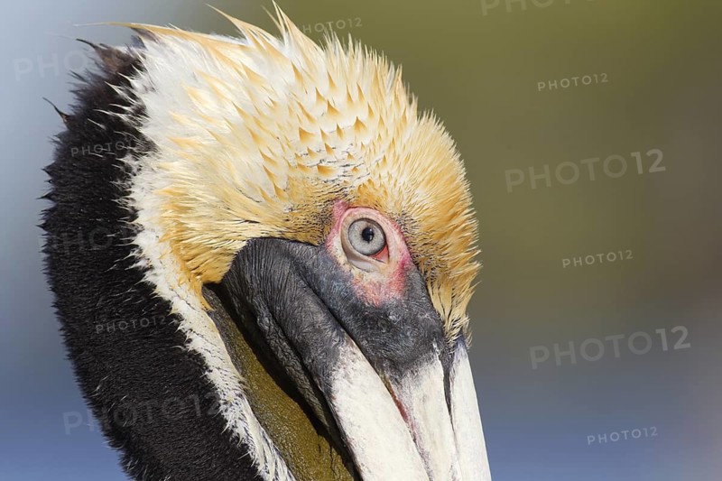 Brown Pelican (Pelecanus occidentalis), Florida, USA