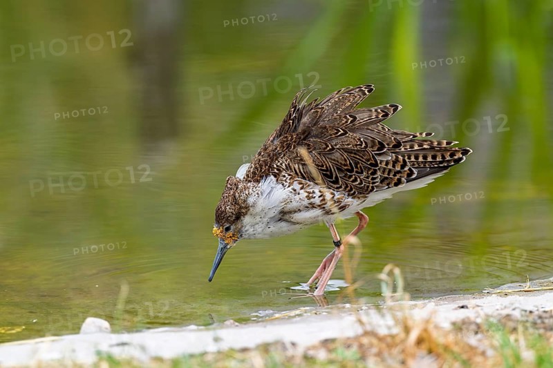 A male ruff (Calidris pugnax) searching for food in shallow water. Northern Poland