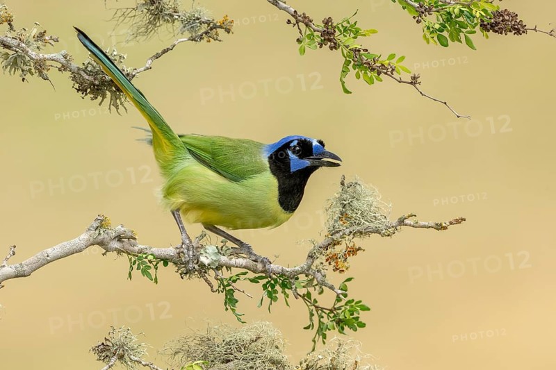 Green Jay (Cyanocorax luxuosus) perched on a branch, Texas, USA