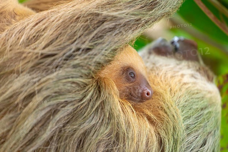 Daytime, two toed sloth (Choloepura hoffmanni) with baby on belly hanging in almond tree. Cahuita National Park, Limon, Costa Rica