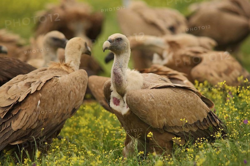 Group of griffon vultures (Gyps fulvus), Torrejon el Rubio, Monfragüe, Extremadura, Spain