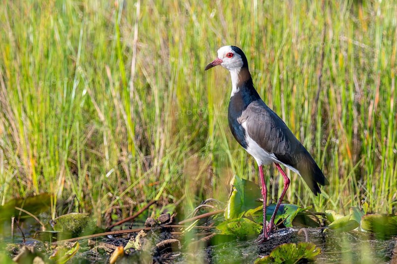 Long-toed Lapwing (Vanellus crassirostris), bird on the shore, Mabamba Swamp, Lake Victoria, Uganda