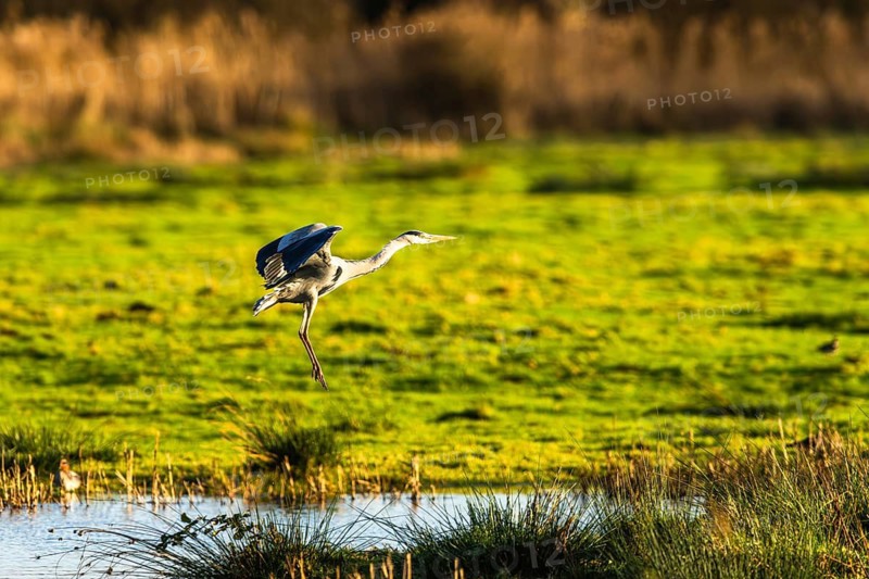 Grey Heron, Ardea cinerea, bird in winter on marshes in winter soft morning light, Devon, England, United Kingdom