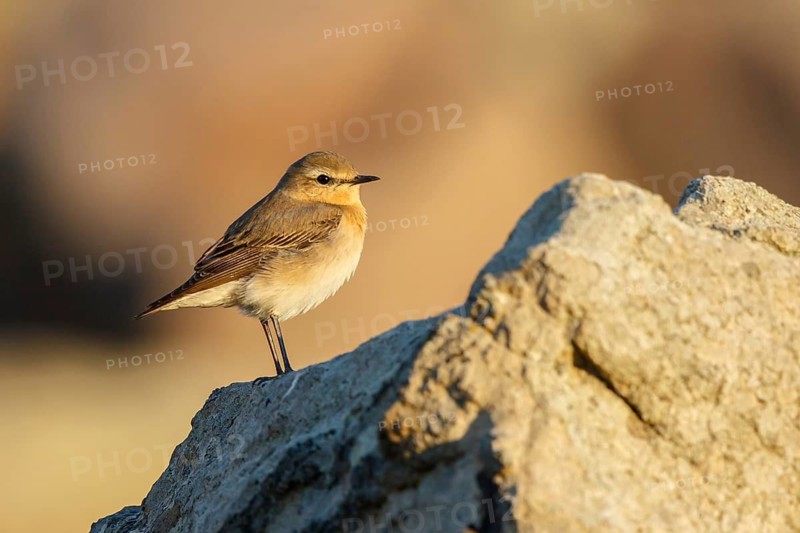 Isabelline Wheatear (Oenanthe isabellina) perched on a rock, Lesvos, Greece