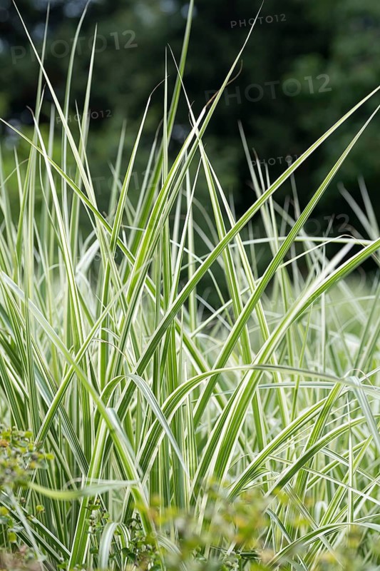 Chinese reed (Miscanthus sinensis 'Silberpfeil'), Weihenstephaner Gärten, Germany