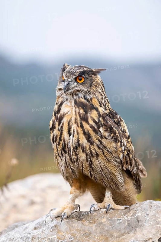Eurasian eagle-owl (Bubo bubo), captive, sitting on a rock with autumn colors, Pyrenees, Catalonia, Spain