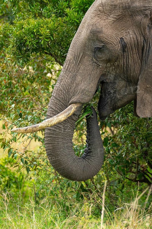 Close-up of a majestic elephant grazing amidst lush greenery in the Masai Mara National Reserve, Kenya, showcasing the beauty of African wildlife on a safari adventure