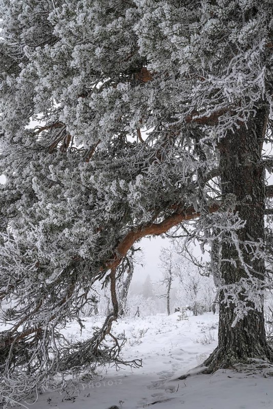 Pine-covered pine trees in snow, Alvdal Vestfjell, Hedmark, Innlandet, Norway, November 2025