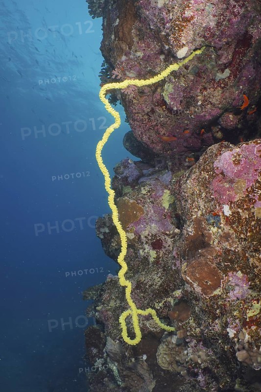 Wire Coral (Cirrhipathes spiralis)